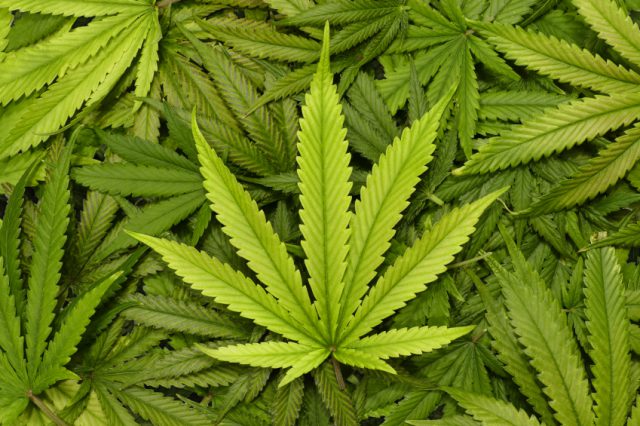 Landlord jailed after cannabis cultivation
