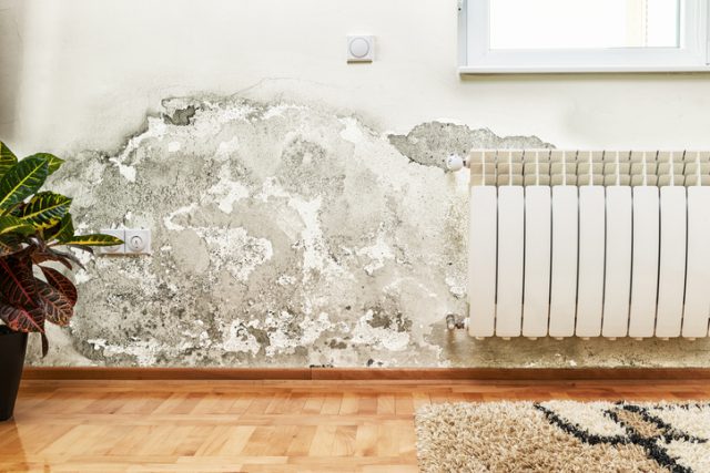 Damp, Rising Damp & Condensation Issues: Deal with Them Head-On