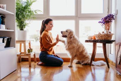 10 tips for moving house with a pet