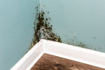 Uswitch researches the mouldiest cities in the UK