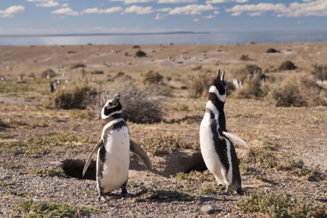 What do you call a penguin in the desert? Lost! 