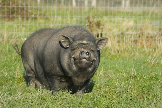 Fully-Grown Pig Found in Property by Landlord