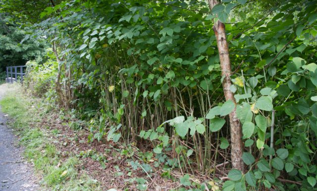 Japanese knotweed-what you need to know