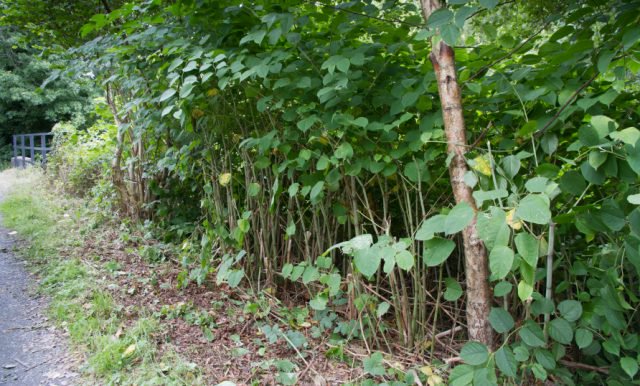 Experts in Invasive Plant Species Create Code to Help Property Professionals