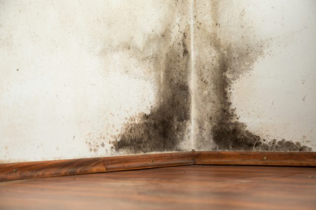 Warning: Common Mould Can Kill 